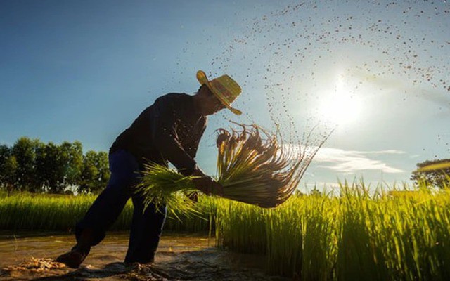 'Cơn ác mộng' mới của ngành gạo Thái Lan: 5,4 triệu tấn lúa có nguy cơ biến mất, thiệt hại gần 2 tỷ USD