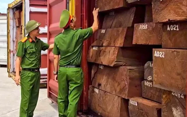 Cú đột kích lịch sử: Bắt giữ hơn 1,1 tấn ngà voi giấu tinh vi trong container chở gỗ