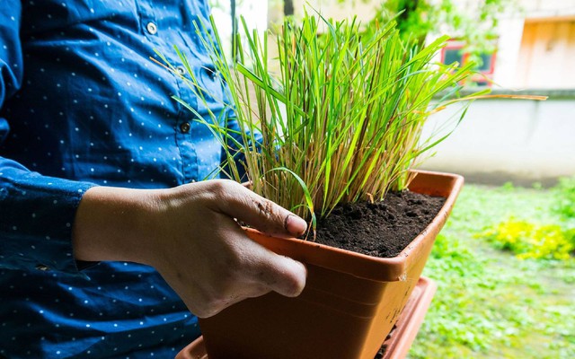 5 lý do vì sao nên trồng cây sả trong nhà