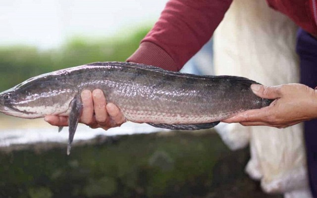 5 loại cá ngon, bổ ngang cá ngoại nhưng chỉ rẻ bằng 1 nửa, rất sẵn ở chợ Việt