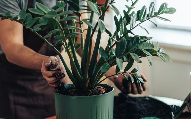 6 lý do vì sao nên trồng một chậu cây kim tiền trong nhà