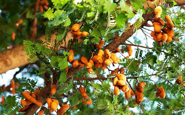 7 loại cây đừng trồng trong nhà: Dễ mang vận xui, có loại mang độc tính