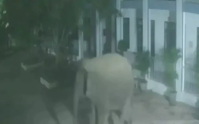 Voi rừng phá tường rào, 'đột nhập' trường bán trú lúc nửa đêm