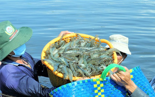 Liên kết doanh nghiệp hỗ trợ sinh kế bền vững cho người nuôi tôm An Giang