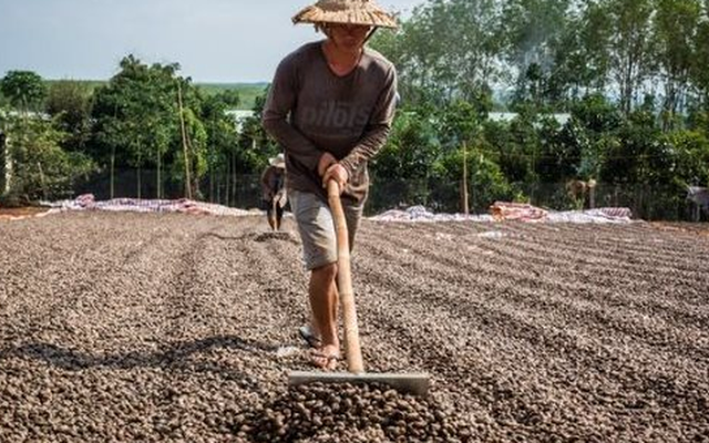 'Vàng treo trên cây' giúp Việt Nam xuất khẩu bỏ xa thế giới: Trung Quốc thừa nhận 'ăn đứt' hàng nội, thu về gần 3 tỷ USD từ đầu năm