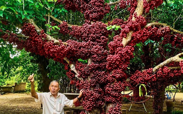 Cận cảnh cây đỏ trăm tuổi ở Đắk Lắk được công nhận là cây di sản Việt Nam