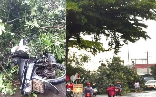 Người đàn ông bị cây xanh ngã đổ trúng tử vong