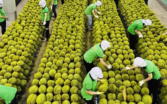Ấn Độ mở cửa, sầu riêng Việt có cơ hội cán mốc 5 tỷ USD/năm