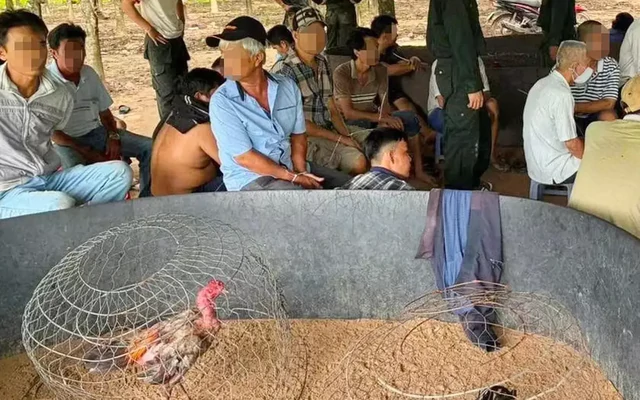 Hành trình phá sới đá gà, bắt 40 người giữa vườn cao su ở Tây Ninh