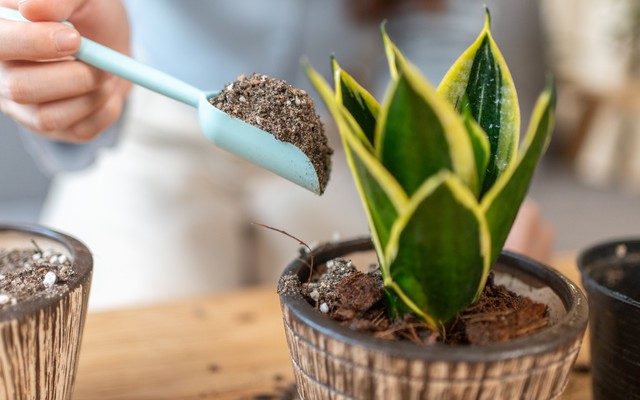 Chuyên gia phong thủy: Đây là 6 vị trí tốt nhất để đặt cây lưỡi hổ trong nhà