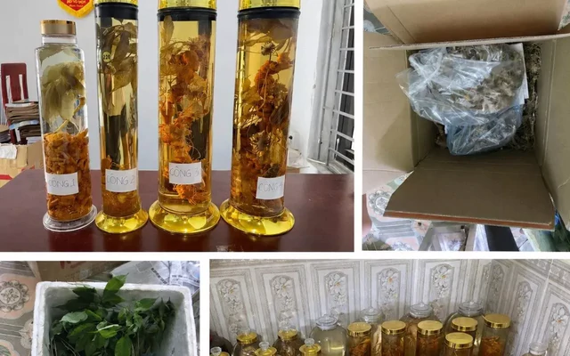 Cô gái lừa bán Sâm Ngọc Linh trên mạng