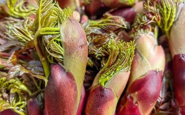 Việt Nam có loại rau dại được Trung, Nhật, Hàn cực ưa chuộng: Bổ như sâm, giá đắt hơn cả thịt!