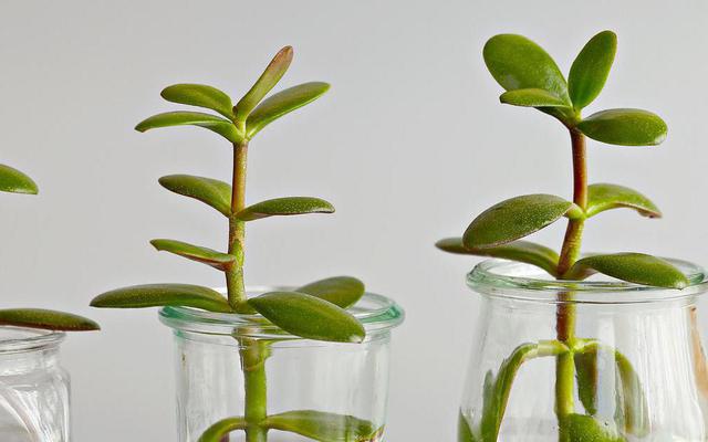 5 loại cây thường được trồng để “cầu may”