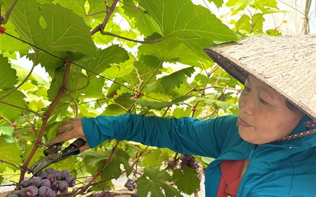IFAD tiếp tục rót vốn cho phát triển nông thôn tại Việt Nam