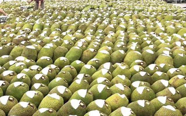 Việt Nam có loại quả 'cứu tinh của thế giới' khiến Trung Quốc phải thừa nhận ngon hơn 'của nhà trồng', cực giàu protein, diện tích trồng hơn 80.000 ha