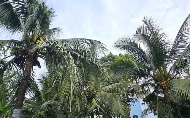 Nghi án chồng giết vợ rồi trèo lên cây dừa trốn