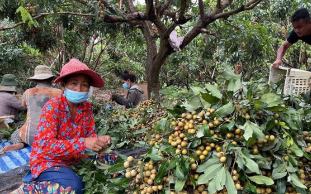 Trồng thử loại quả nổi tiếng của Việt Nam, anh nông dân tại Bangladesh trúng lớn: Giá bán hơn 200.000 đồng/kg, mỗi năm thu hoạch 2 vụ