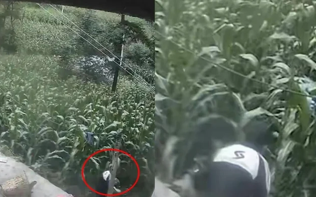 Bé trai lao vào ruộng ngô rồi biến mất khỏi camera, 6 ngày sau được tìm thấy ở nơi không ai ngờ