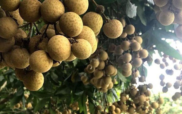 Quả đặc sản chỉ Hưng Yên mới có: Trồng một cây như "chôn hũ vàng", nhiều gia đình xem như của để dành cho con cháu