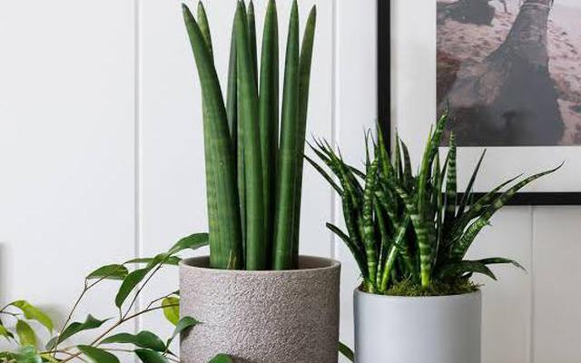 10 loại cây lọc không khí tốt nhất