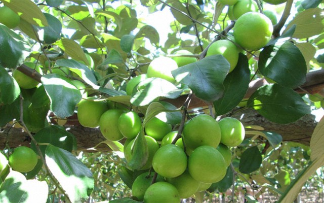 5 lý do nên trồng một cây táo trong nhà