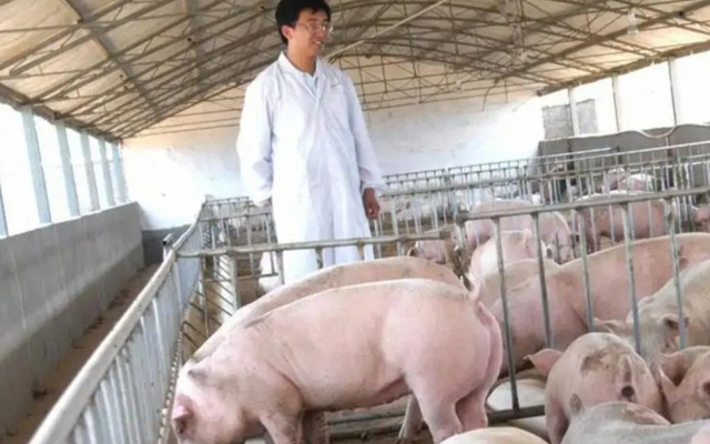 Vợ chồng chủ trang trại lợn ở Trung Quốc rơi vào cảnh tán gia bại sản, mất trắng 15 triệu USD vì án oan