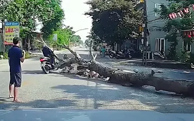 Chủ nhà trần tình vụ cưa cây khiến người đi đường tử vong