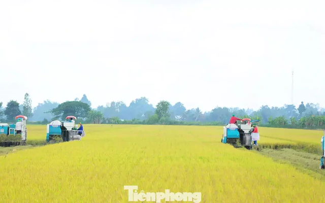 Đề án 1 triệu ha lúa: Thí điểm rực rỡ, thực tế... chưa có dự án nào