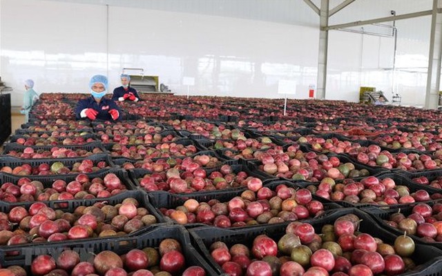 Loại quả "lọc" mỡ máu cực tốt, bán đầy chợ Việt giá chỉ từ 25.000 đồng/kg: EU ưa chuộng, xuất khẩu thu về hơn 116 triệu USD