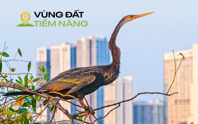 Chim có trong sách đỏ đua nhau kéo về một khu đô thị được mệnh danh là ‘khu nhà giàu’, mật độ xây dựng chỉ 26%, dành 174 ha làm cây xanh và hồ nước