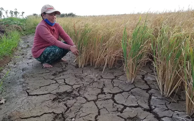 Ứng phó với siêu El Nino: Không thể chờ đến mùa khô mới chống hạn