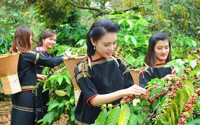 Khai thác chỉ dẫn địa lý: Vì sao còn hạn chế?