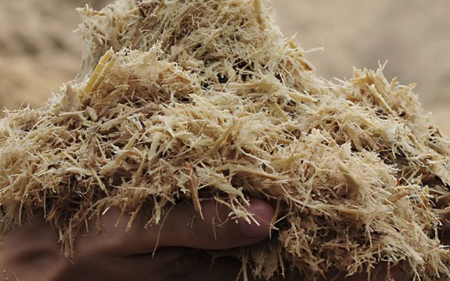 Thứ tưởng bỏ đi ở nhà máy mía đường được nghiên cứu thành "đất" trồng cây ở Trường Sa