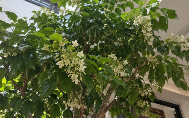 5 cây nở hoa trong nhà báo hiệu phong thủy rất tốt