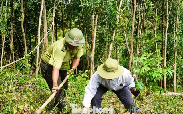 Giữ rừng bền vững, mở lối thị trường tín chỉ carbon