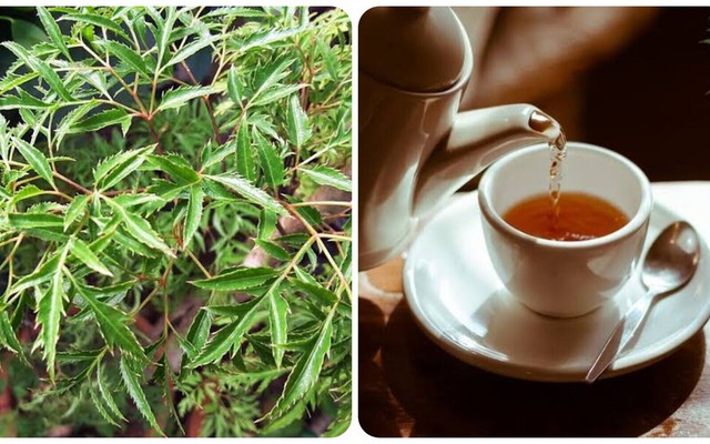 Lá đinh lăng nấu nước uống có tác dụng gì?