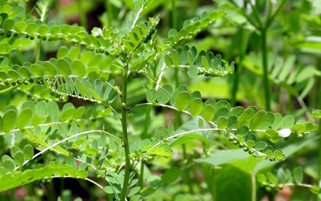 Lợi ích của cây chó đẻ