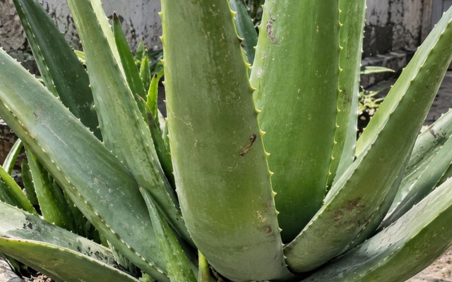 4 lý do nên trồng cây nha đam trong nhà