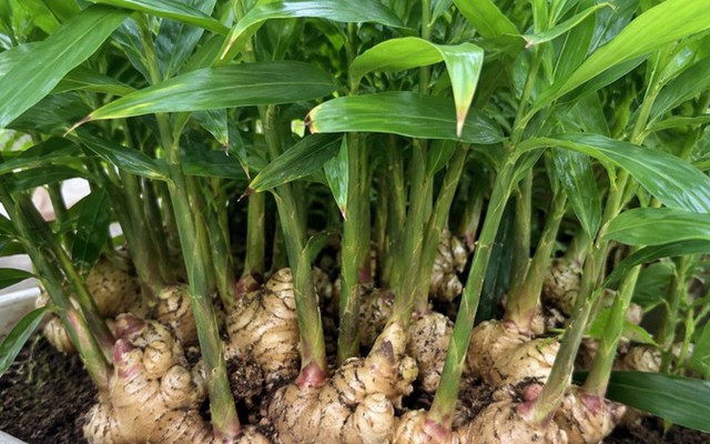 4 lý do nên trồng gừng trong nhà
