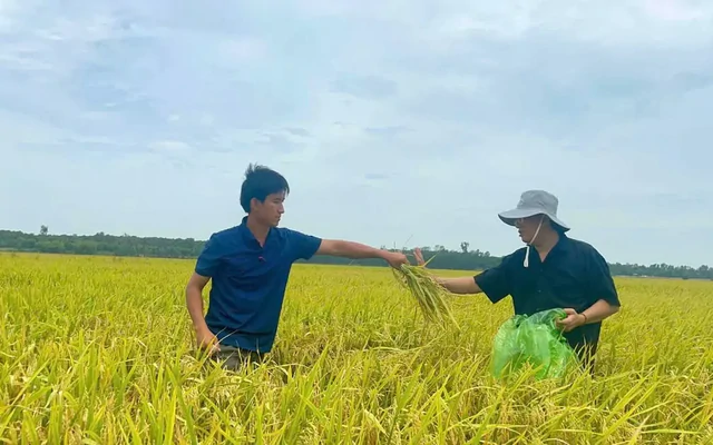 Khi đất được nuôi dưỡng, người trồng lúa đổi cách làm