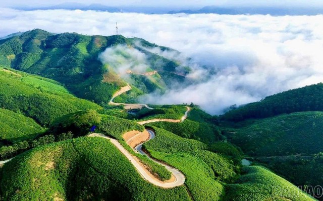 Siêu vùng 143.000ha của Việt Nam: Nắm giữ loài cây "chạm mây", cứ trồng là hái ra tiền triệu USD