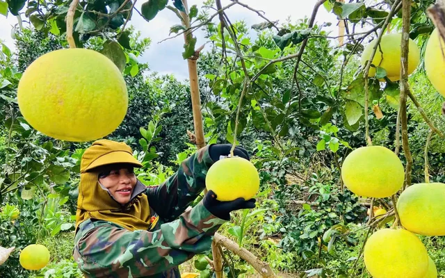 Loại cây giúp người dân đổi đời trên mảnh đất gò đồi khô cằn ở Quảng Trị