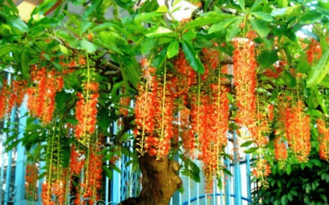 4 lý do nên trồng cây lộc vừng
