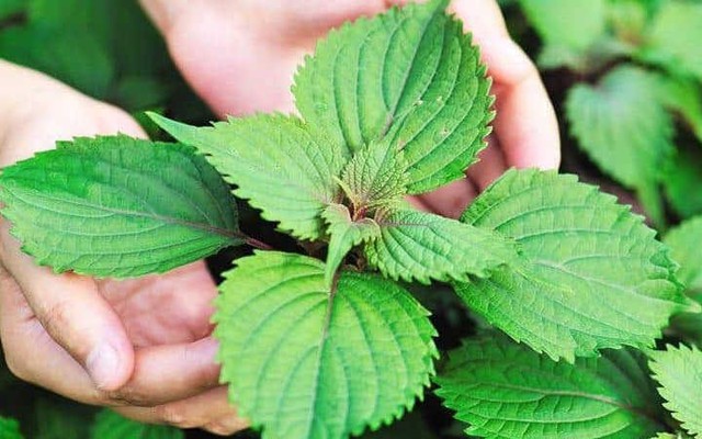 Lời khuyên đến tất cả các gia đình đang trồng cây kinh giới