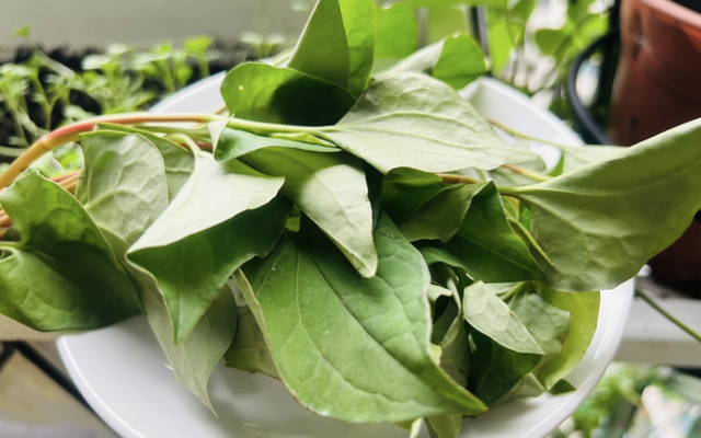 Lời khuyên đến tất cả các gia đình đang trồng cây diếp cá 