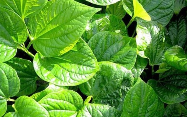 4 lý do nên trồng cây lá lốt trong nhà