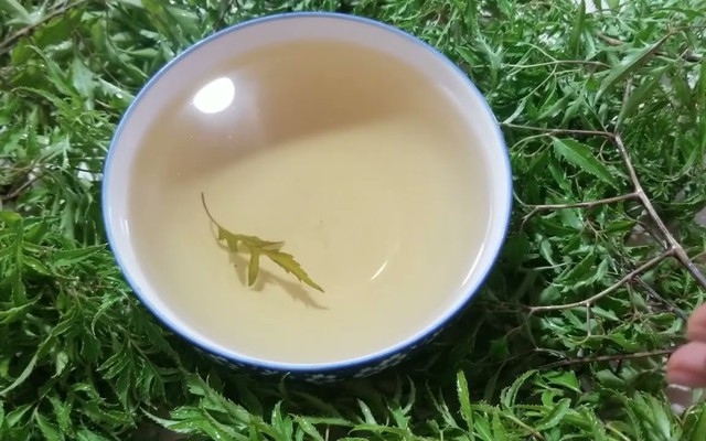 Lời khuyên dành cho tất cả những ai uống nước lá đinh lăng