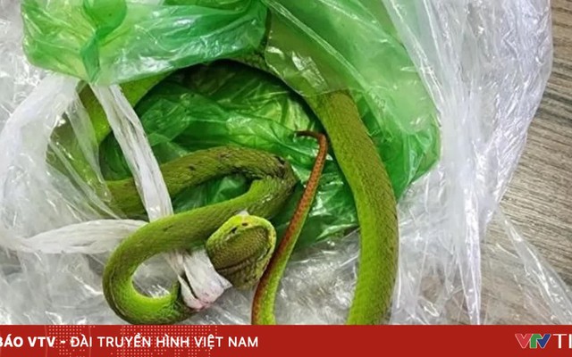 Bé 7 tháng tuổi bị rắn lục đuôi đỏ cắn khi đang ngồi chơi