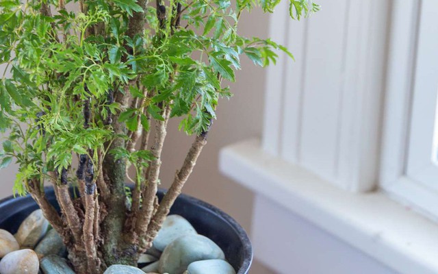 Vì sao nhiều gia đình trồng 1 cây đinh lăng trước nhà? Hóa ra không chỉ để lấy lá ăn