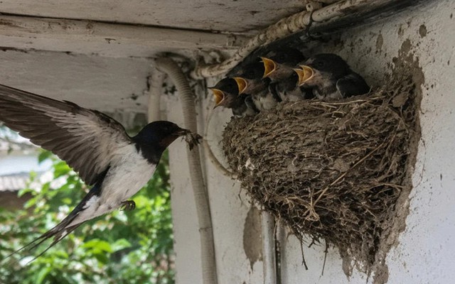 4 vật vào nhà làm tổ báo hiệu phong thủy rất tốt